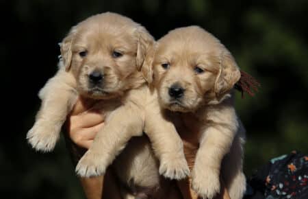 TISHA CUCCIOLI MASCHI DI GOLDEN RETRIEVER COLLARINO GRIGIO E VERDE 0754