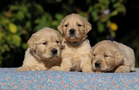 TISHA CUCCIOLI MASCHI DI GOLDEN RETRIEVER GUARDANO 0725