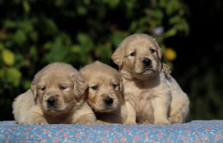 TISHA CUCCIOLI MASCHI DI GOLDEN RETRIEVER 0732