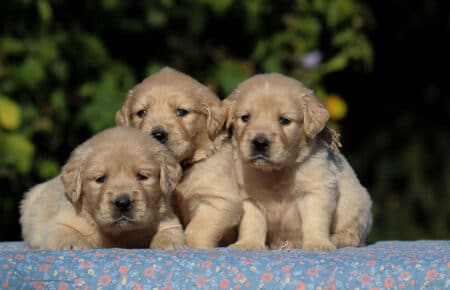 TISHA CUCCIOLI MASCHI GOLDEN RETRIEVER 0730