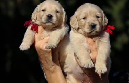 TISHA DUE FEMMINUCCE GOLDEN RETRIEVER CUCCIOLI 0779