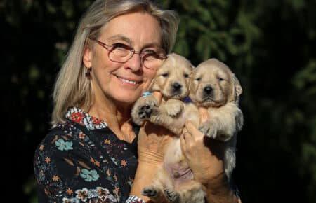 TISHA DUE MASCHIETTI DI GOLDEN RETRIEVER CON LE COCCOLE 0769