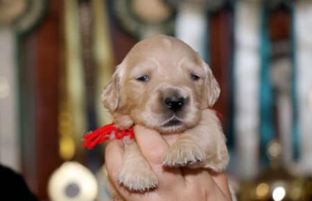 cucciola Golden Retriever femmina collare rosso di Tisha 0620