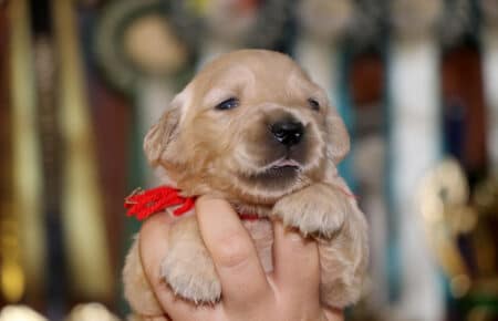 cucciola Golden Retriever femmina collarino rosso di Tisha 0617