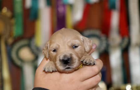 cucciola golden retriever di mamma Tisha 0613