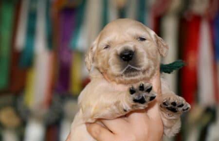 cuccioli di Golden Retriever fiocchetto verde Tisha 0655