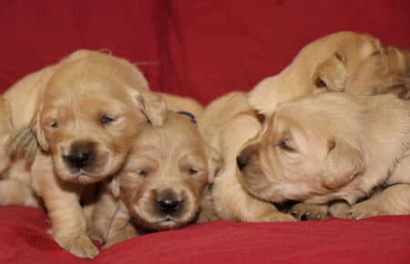 cuccioli di Golden Retriever fratellini di Tisha 0667