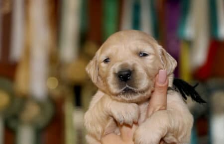 cuccioli di Golden maschietto collare nero di Tisha 0645