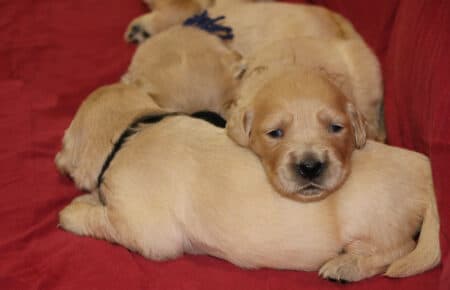 cucciolo di Golden Retriever maschietto di Tisha 0670