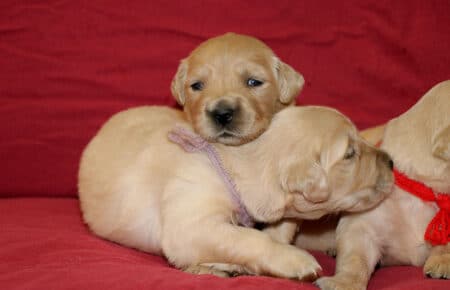 golden retriever cucciola di mamma Tisha riposa 0600