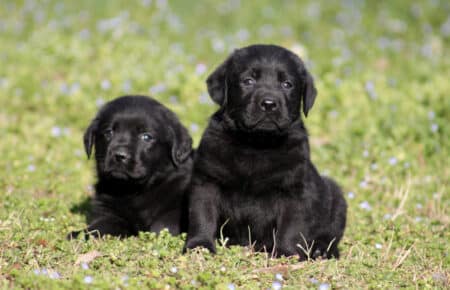 01 cucciolata labrador nero