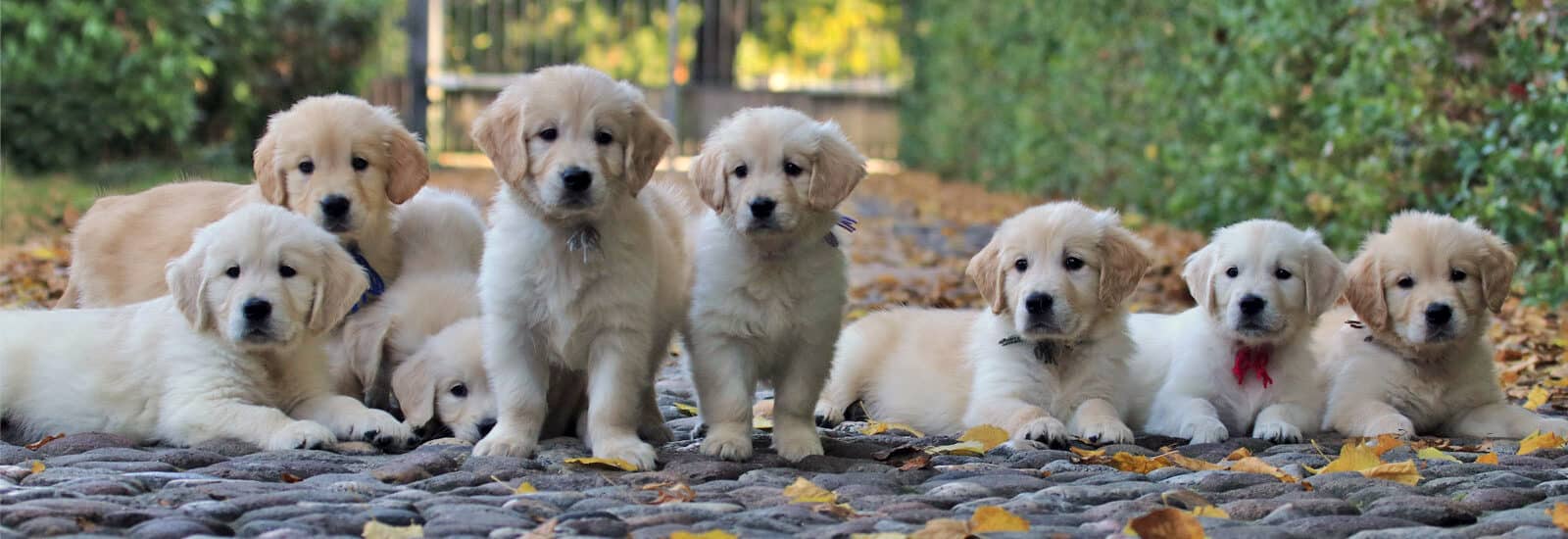 01 cuccioli golden retriever