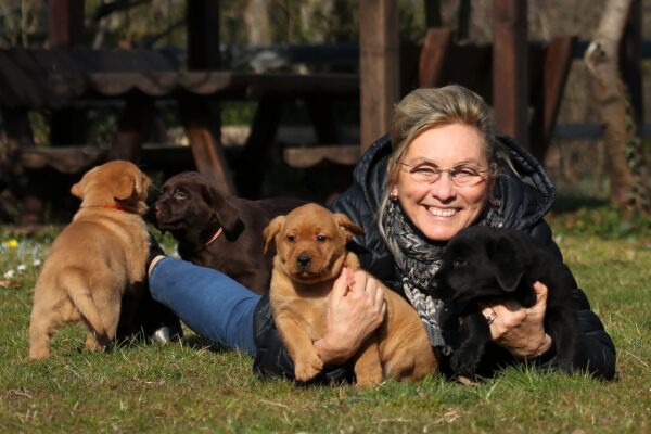 01 cuccioli labrador miele marroni con donna sorridente