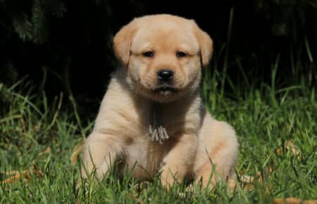 01 cucciolo labrador giallo biscotto