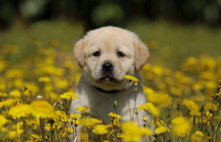 01 labrador cucciolo miele prato fiori