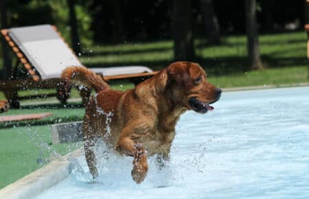 01 labrador marrone piscina