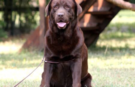 01 labrador retriver chocolate in allevamento