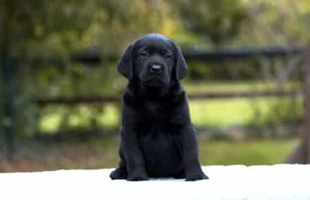 02 cucciolo labrador nero