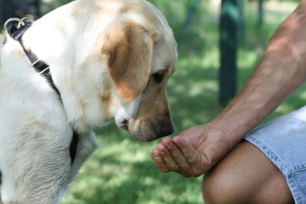 02 labrador adulto miele addestramento