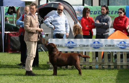 02 labrador marrone concorso