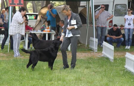 02 labrador nero concorso addestramento cani