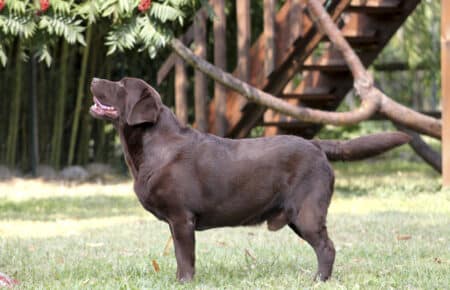 03 cane in allevamento labrador chocolate