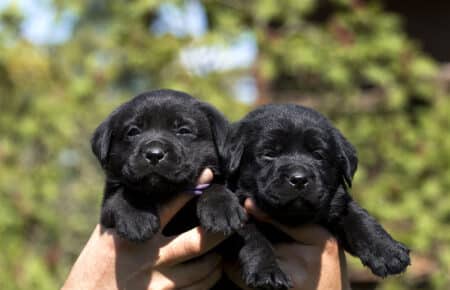 03 due cuccioli di labrador neri in mano
