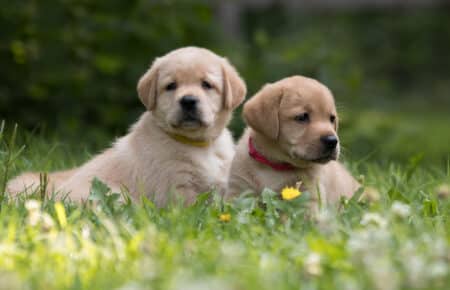 03 due cuccioli labrador retriever