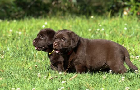 03 foto due cuccioli labrador marrone