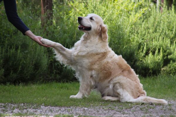 03 labrador in adozione