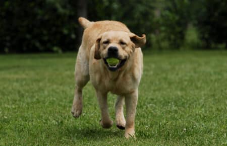 03 labrador miele scuro corsa