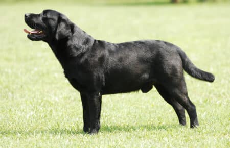 03 labrador nero maschio