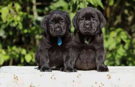 04 coppia cuccioli in allevamento labrador