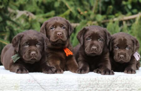 04 cuccioli chocolate allevamento labrador