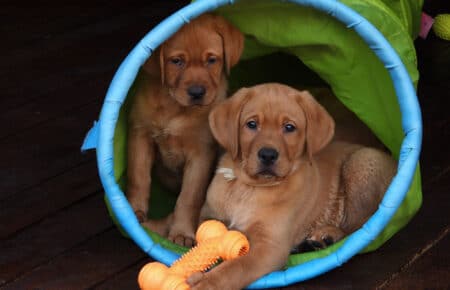 04 cuccioli labrador fox red 1