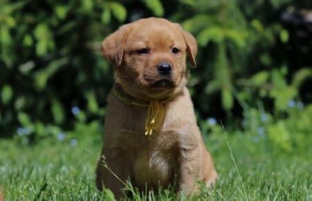 04 cucciolo labrador biscotto