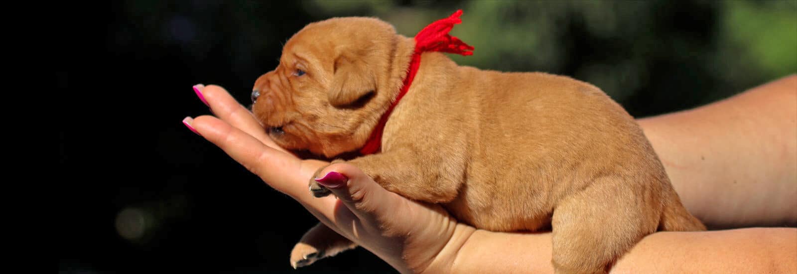 04 cucciolo labrador in mano