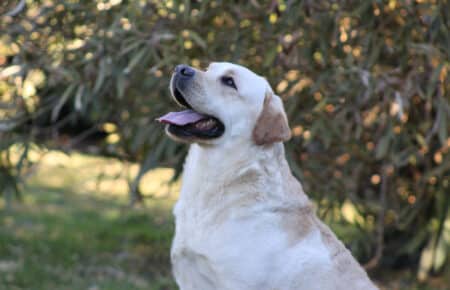 04 golden labrador