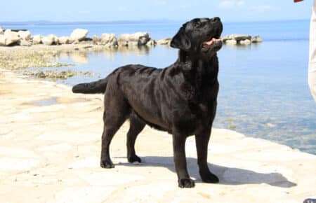 04 labrador nero lago