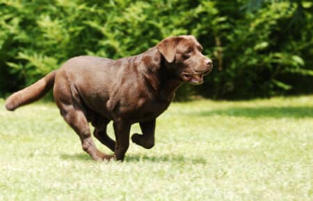 04 labrador retriever marrone in corsa