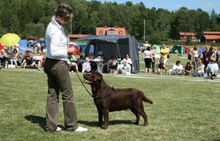 05 cane labrador chocolate con padrona concorso