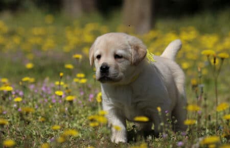 05 cucciolo labrador miele maschio