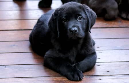 05 cucciolo labrador nero femmina