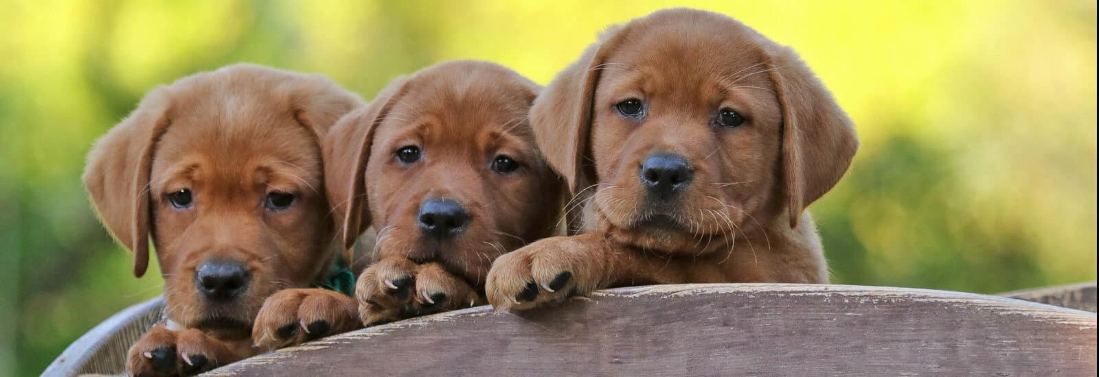 05 labrador cuccioli foxred