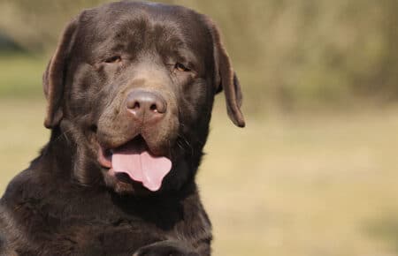 05 labrador retriever cioccolato1