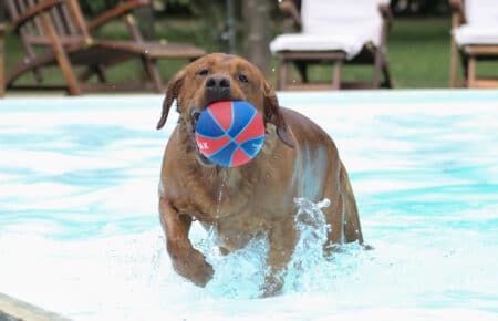 05 labrador rosso volpe gioca piscina 1