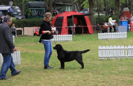 06 cane in allevamento labrador europeo nero