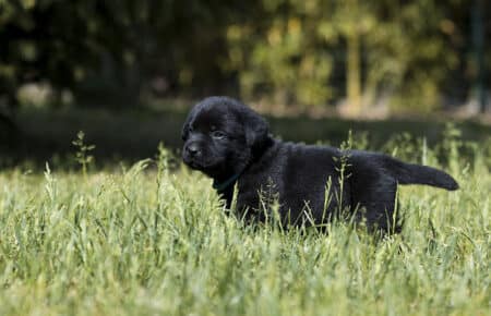 06 cucciolo cane nero in allevamento labrador