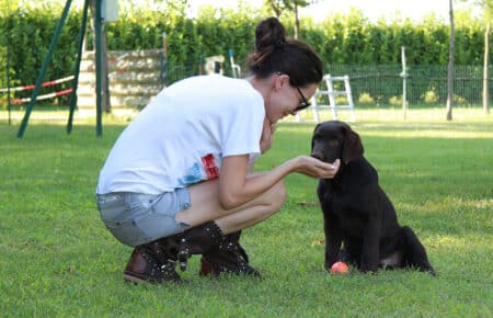 06 cucciolo labrador nero addestramento 1