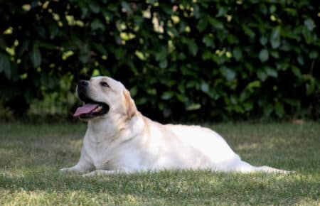 06 labrador giallo riposa su erba